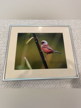 Framed Pink Warbler Photo